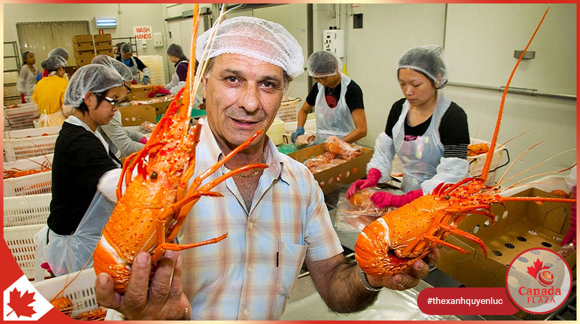 [VIỆC LÀM CANADA] Công nhân - Nhà máy tôm (Worker - Lobster Factory)